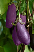 AUBERGINE, SOLANUM MELONGENA