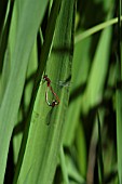 PYRRHOSOMA NYMPHULAE, LARGE RED DAMSELFLIES MATING.