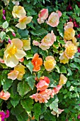 BEGONIA F1 APRICOT SHADES