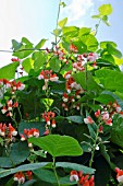 RUNNER BEAN ENCHANTED FLOWERS