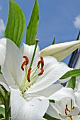 LILIUM SHOOTING STAR