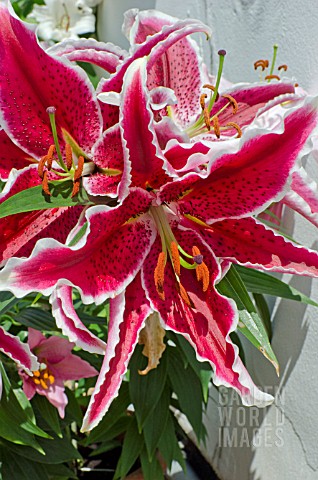 TREE_LILY_STAR_GAZER