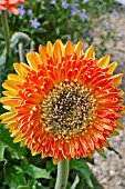 GERBERA  YELLOWSTONE