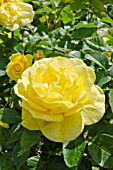 ROSA MOUNTBATTEN