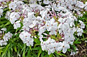 PHLOX MINNIE PEARL