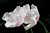 PAPAVER SOMNIFERUM