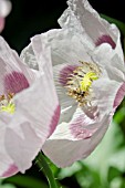 HOVERFLY ON PAPAVER SOMNIFERUM