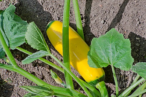 COURGETTE_SOLEIL_F1_HYBRID