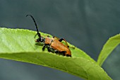 RHAGONYCHA FULVA, SOLDIER BEETLE