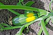 COURGETTE DEFENDER F1 HYBRID