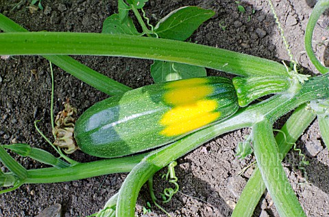 COURGETTE_DEFENDER_F1_HYBRID