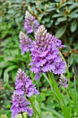 DACTYLORHIZA FUCHSII, COMMON SPOTTED ORCHID