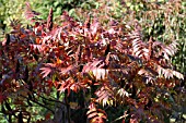 RHUS TYPHINA, SYN.RHUS HIRTA, STAGS HORN SUMAC