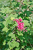 RIBES SANGUINEUM, FLOWERING CURRANT