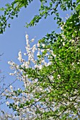 PRUNUS AVIUM AND CRATAEGUS MONOGYNA