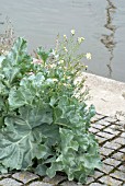 CRAMBE CORDIFOLIA