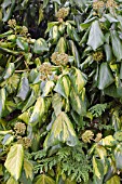 HEDERA COLCHICA SULPHUR HEART, (SYN. HEDERA COLCHICA PADDYS PRIDE)