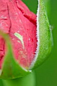 ROSEBUD, VIRUS INFECTION, COLOUR BREAKING