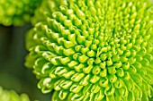 SPRAY CHRYSANTHEMUM