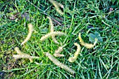 MALE CATKINS OF THE WHITE WILLOW, SALIX ALBA