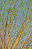 NEW GROWTH ON SALIX X CHRYSOCOMA, GOLDEN WEEPING WILLOW