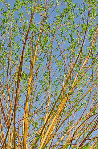 NEW_GROWTH_ON_SALIX_X_CHRYSOCOMA_GOLDEN_WEEPING_WILLOW