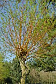 NEW GROWTH ON SALIX X CHRYSOCOMA, GOLDEN WEEPING WILLOW, AFTER POLLARDING