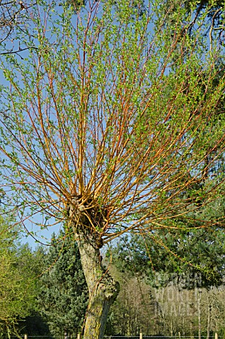 NEW_GROWTH_ON_SALIX_X_CHRYSOCOMA_GOLDEN_WEEPING_WILLOW_AFTER_POLLARDING