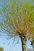 NEW GROWTH ON SALIX X CHRYSOCOMA, GOLDEN WEEPING WILLOW, AFTER POLLARDING