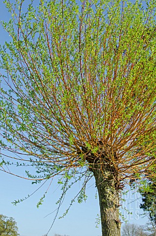 NEW_GROWTH_ON_SALIX_X_CHRYSOCOMA_GOLDEN_WEEPING_WILLOW_AFTER_POLLARDING