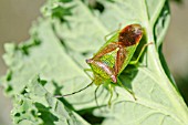 ADULT HAWTHORN SHIELDBUG, ACANTHOSOMA HAEMORRHOIDALE, ON A CURLY KALE LEAF