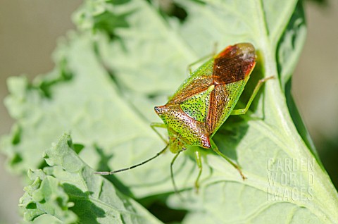 ADULT_HAWTHORN_SHIELDBUG_ACANTHOSOMA_HAEMORRHOIDALE_ON_A_CURLY_KALE_LEAF