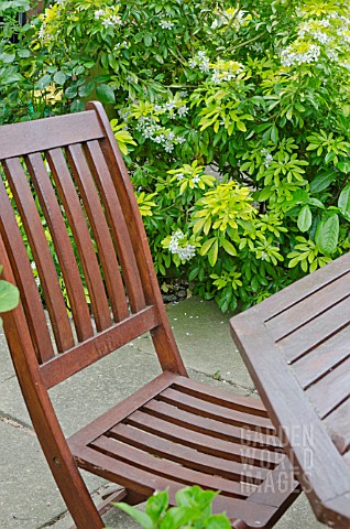 WOODEN_CHAIR_AND_TABLE_INFRONT_OF_A_CHOISYA_SHRUB
