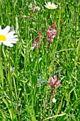 COMMON SAINFOIN, ONOBRYCHIS VICIAEFOLIA