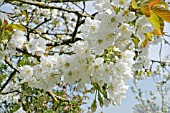 BLOSSOM ON A STELLA CHERRY TREE