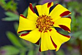 FRENCH MARIGOLD BO JANGLE