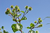 LESSER BURDOCK, ARCTIUM MINUS