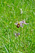 BEE ORCHID, OPHRYS APIFERA