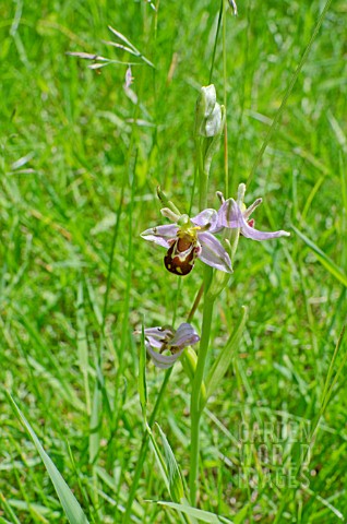 BEE_ORCHID_OPHRYS_APIFERA