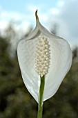 SPATHIPHYLLUM, PEACE LILY AGAINST SKY.