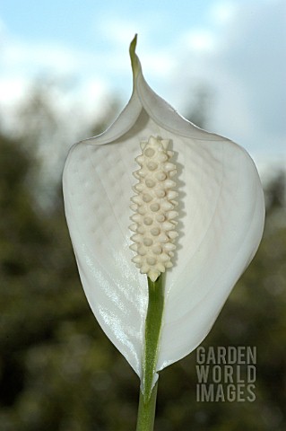 SPATHIPHYLLUM_PEACE_LILY_AGAINST_SKY