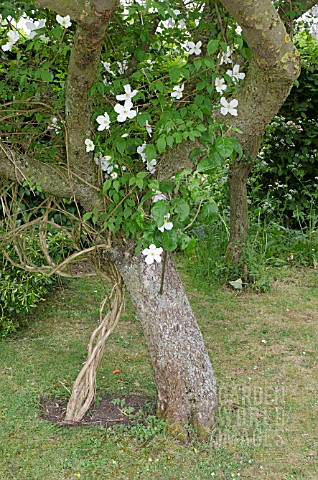 CLEMATIS_MONTANA_ALBA_CLIMBING_AROUND_THE_TRUNK_AND_BRANCHES_OF_AN_APPLE_TREE