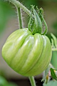 CLOSEUP OF RIPENING POMODORO TOMATO