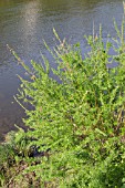 SALIX BABYLONICA, WEEPING WILLOW GROWING ON A RIVER BANK
