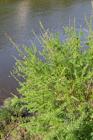 SALIX_BABYLONICA_WEEPING_WILLOW_GROWING_ON_A_RIVER_BANK