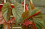 BEGONIA REX