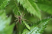 WOLF SPIDER,  HUNTING SPIDER