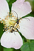 STRANGALIA MACULATA, LONGHORN BEETLE ON DOG ROSE FLOWER