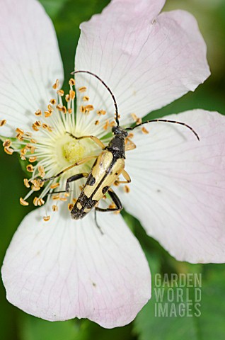 STRANGALIA_MACULATA_LONGHORN_BEETLE_ON_DOG_ROSE_FLOWER