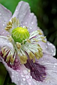 RAINDROPS ON PAPAVER SOMNIFERUM